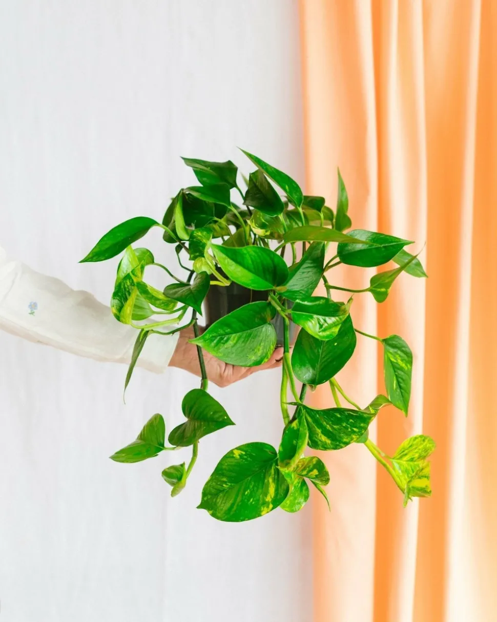 LA GREEN TOUCH - Scindapsus epipremnum 30cm - plante d'intérieur