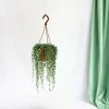 LA GREEN TOUCH - Senecio herreianus 20cm - plante d'intérieur