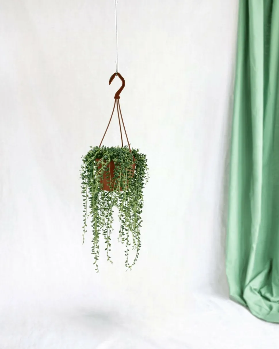 LA GREEN TOUCH - Senecio herreianus 20cm - plante d'intérieur