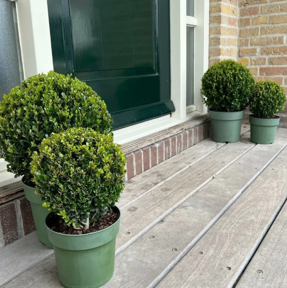 LA GREEN TOUCH - Set de 2 boules ilex crenata 'jenny'