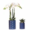LA GREEN TOUCH - Set orchidée phalaenopsis blanche et haworthia en pots candy