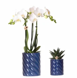 LA GREEN TOUCH - Set orchidée phalaenopsis blanche et haworthia en pots candy