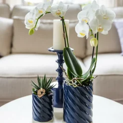 LA GREEN TOUCH - Set orchidée phalaenopsis blanche et haworthia en pots candy
