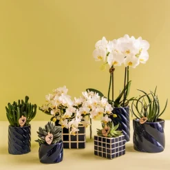LA GREEN TOUCH - Set orchidée phalaenopsis blanche et haworthia en pots candy