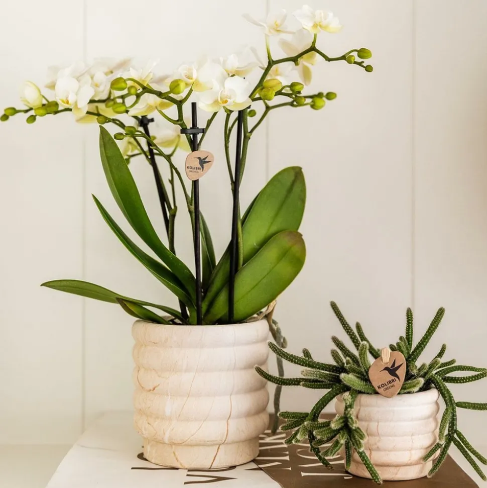 LA GREEN TOUCH - Sierpot en céramique marble light