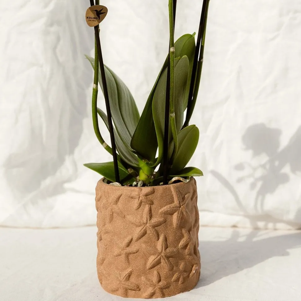 LA GREEN TOUCH - Sierpot star fish marron