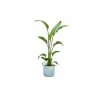 LA GREEN TOUCH - Strelitzia nicolai 120 cm et son pot bleu océan - hauteur 120cm