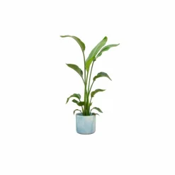 LA GREEN TOUCH - Strelitzia nicolai 120 cm et son pot bleu océan - hauteur 120cm