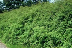 LA GREEN TOUCH - Symphorine de chenault 'hancock' x6 – entre 0,38 et 0,5m2