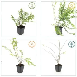 LA GREEN TOUCH - Symphorine de chenault 'hancock' x40 – entre 2,5 et 3,33m2