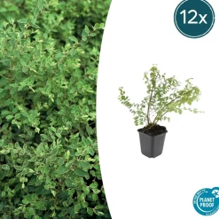 LA GREEN TOUCH - Symphorine de chenault 'hancock' x40 – entre 2,5 et 3,33m2