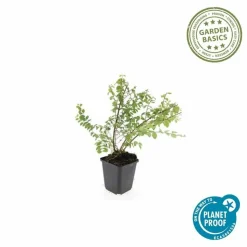 LA GREEN TOUCH - Symphorine de chenault 'hancock' x20 – entre 1,25 et 1,67m2