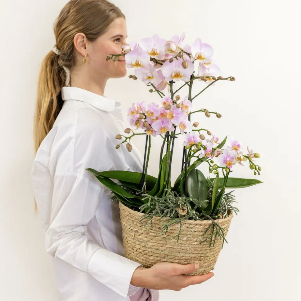 LA GREEN TOUCH - Système d'arrosage pour orchidées avec réservoir et mèches
