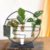 LA GREEN TOUCH - Trio de boutures en hydroculture sur socle design