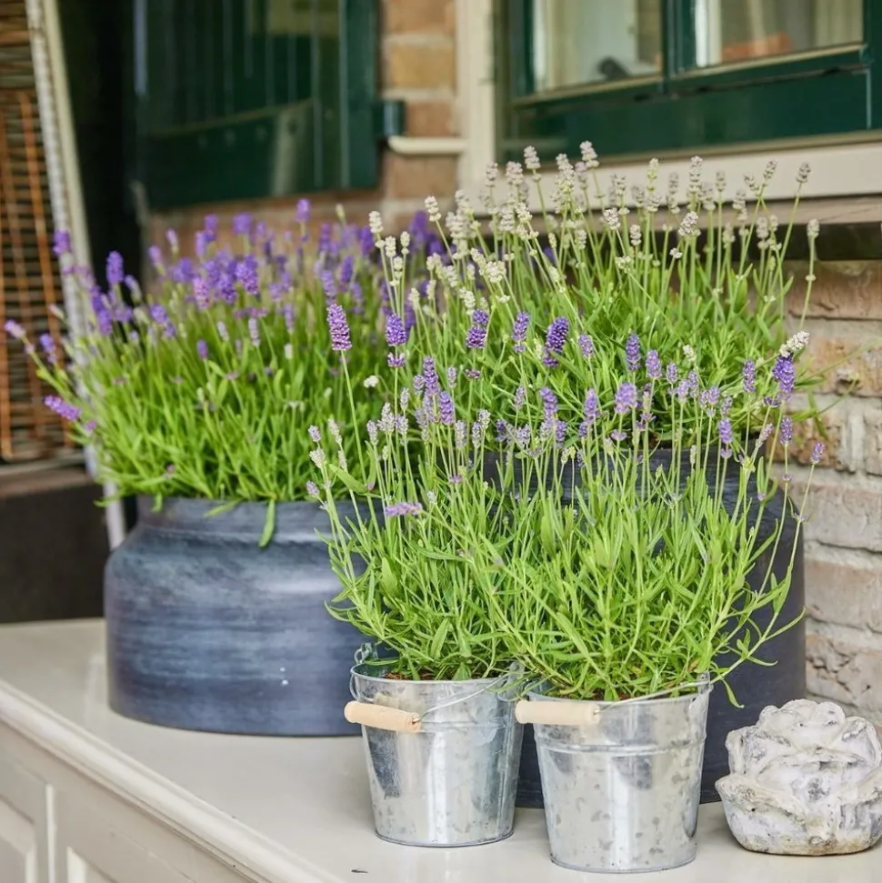 LA GREEN TOUCH - Trio de lavande angustifolia felice® et leur pot