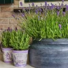 LA GREEN TOUCH - Trio de lavande angustifolia felice® et leur pot