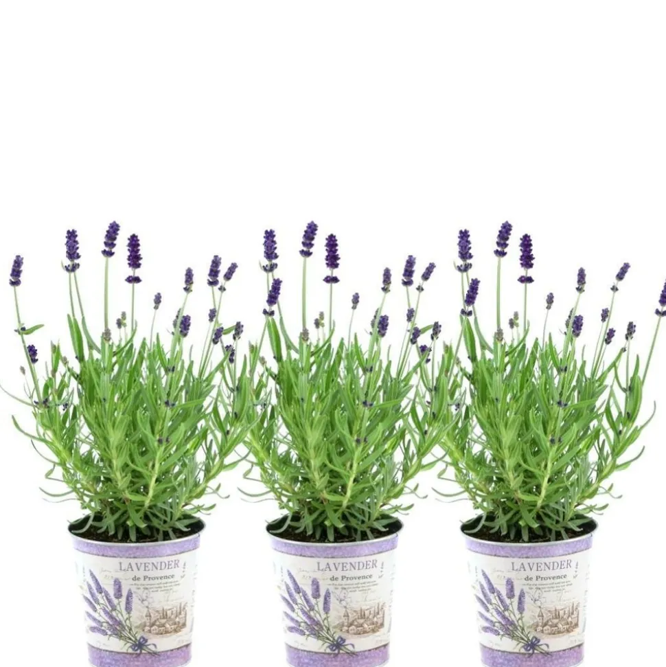 LA GREEN TOUCH - Trio de lavande angustifolia felice® et leur pot