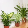 LA GREEN TOUCH - Trio de plantes dépolluantes