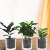 LA GREEN TOUCH - Trio de plantes avec pot en verre cm - plante d'intérieur