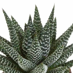 LA GREEN TOUCH - Trio de succulentes et leurs caches-pots blancs h18cm