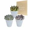 LA GREEN TOUCH - Trio d'echeveria et leurs caches-pots blancs h15cm