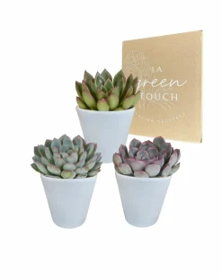 LA GREEN TOUCH - Trio d'echeveria et leurs caches-pots blancs h15cm