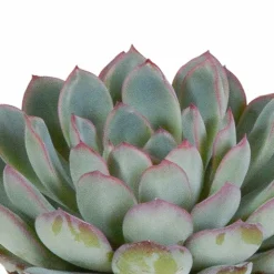 LA GREEN TOUCH - Trio d'echeveria et leurs caches-pots blancs h15cm