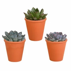 LA GREEN TOUCH - Trio d'echeveria et leurs caches-pots terracotta h15cm