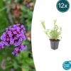 LA GREEN TOUCH - Verveine de buenos aires x12 – entre 0,75 et 1m2