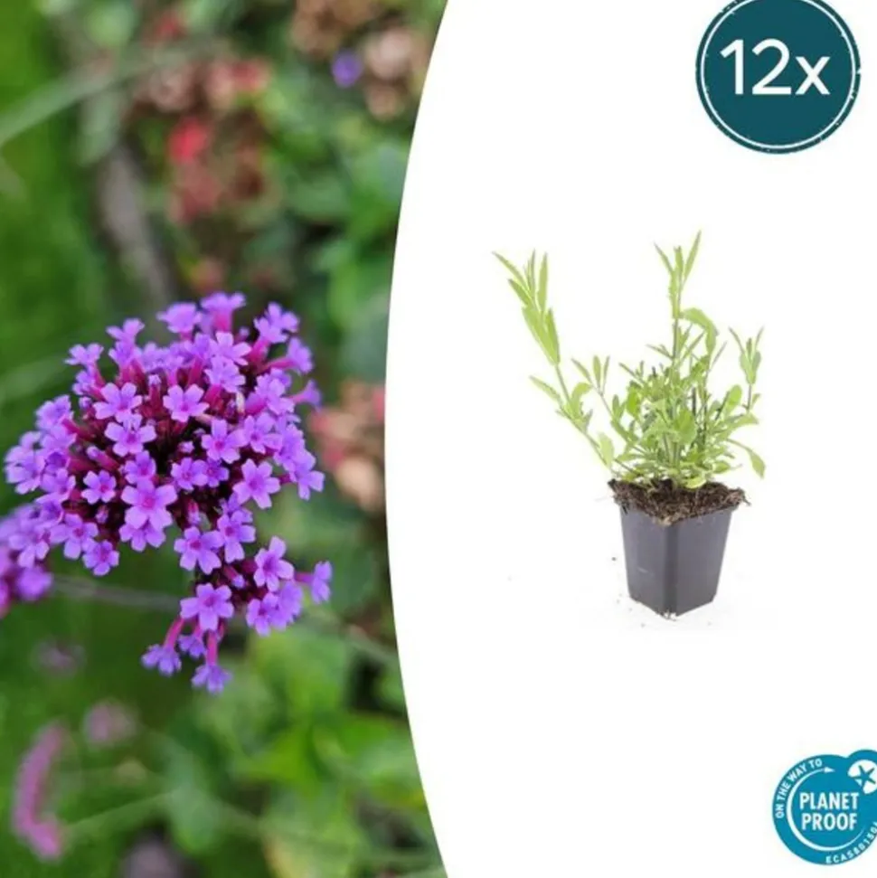 LA GREEN TOUCH - Verveine de buenos aires x12 – entre 0,75 et 1m2