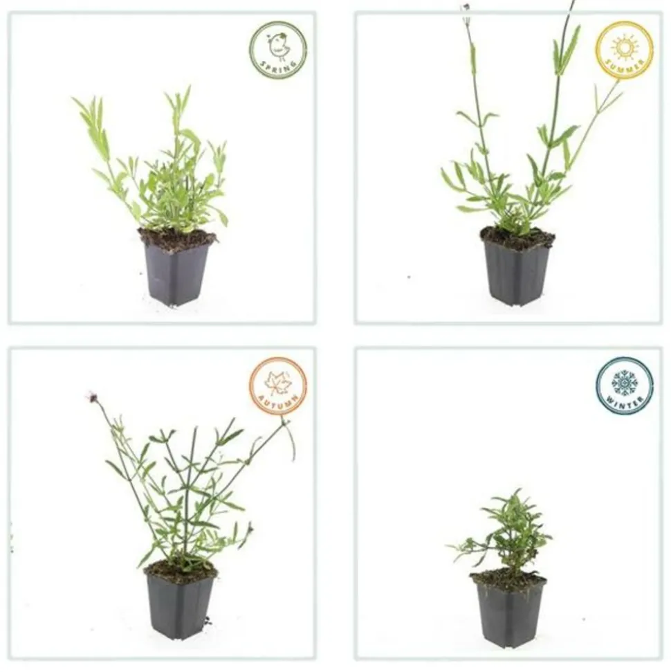 LA GREEN TOUCH - Verveine de buenos aires x12 – entre 0,75 et 1m2