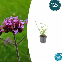 LA GREEN TOUCH - Verveine de buenos aires 'lollipop' x60 – entre 3,75 et 5m2