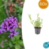 LA GREEN TOUCH - Verveine de buenos aires x60 – entre 3,75 et 5m2