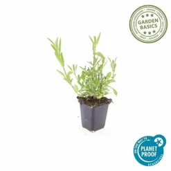 LA GREEN TOUCH - Verveine de buenos aires x60 – entre 3,75 et 5m2