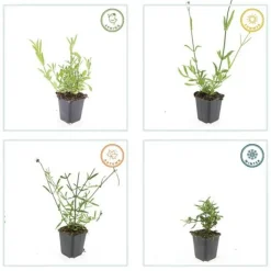 LA GREEN TOUCH - Verveine de buenos aires x60 – entre 3,75 et 5m2