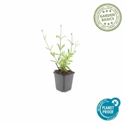 LA GREEN TOUCH - Verveine de buenos aires 'lollipop' x20 – entre 1,25 et 1,67m2