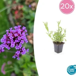 LA GREEN TOUCH - Verveine de buenos aires x20 – entre 1,25 et 1,67m2