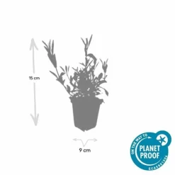 LA GREEN TOUCH - Verveine de buenos aires x20 – entre 1,25 et 1,67m2