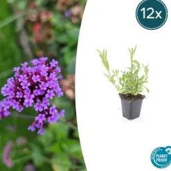 LA GREEN TOUCH - Verveine de buenos aires x20 – entre 1,25 et 1,67m2