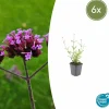 LA GREEN TOUCH - Verveine de buenos aires 'lollipop' x6 – entre 0,38 et 0,5m2