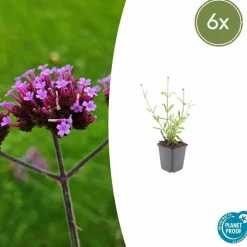 LA GREEN TOUCH - Verveine de buenos aires 'lollipop' x6 – entre 0,38 et 0,5m2