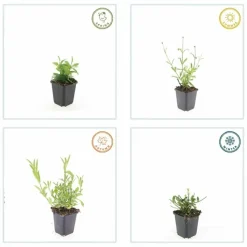 LA GREEN TOUCH - Verveine de buenos aires 'lollipop' x6 – entre 0,38 et 0,5m2