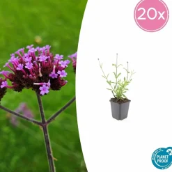 LA GREEN TOUCH - Verveine de buenos aires 'lollipop' x6 – entre 0,38 et 0,5m2