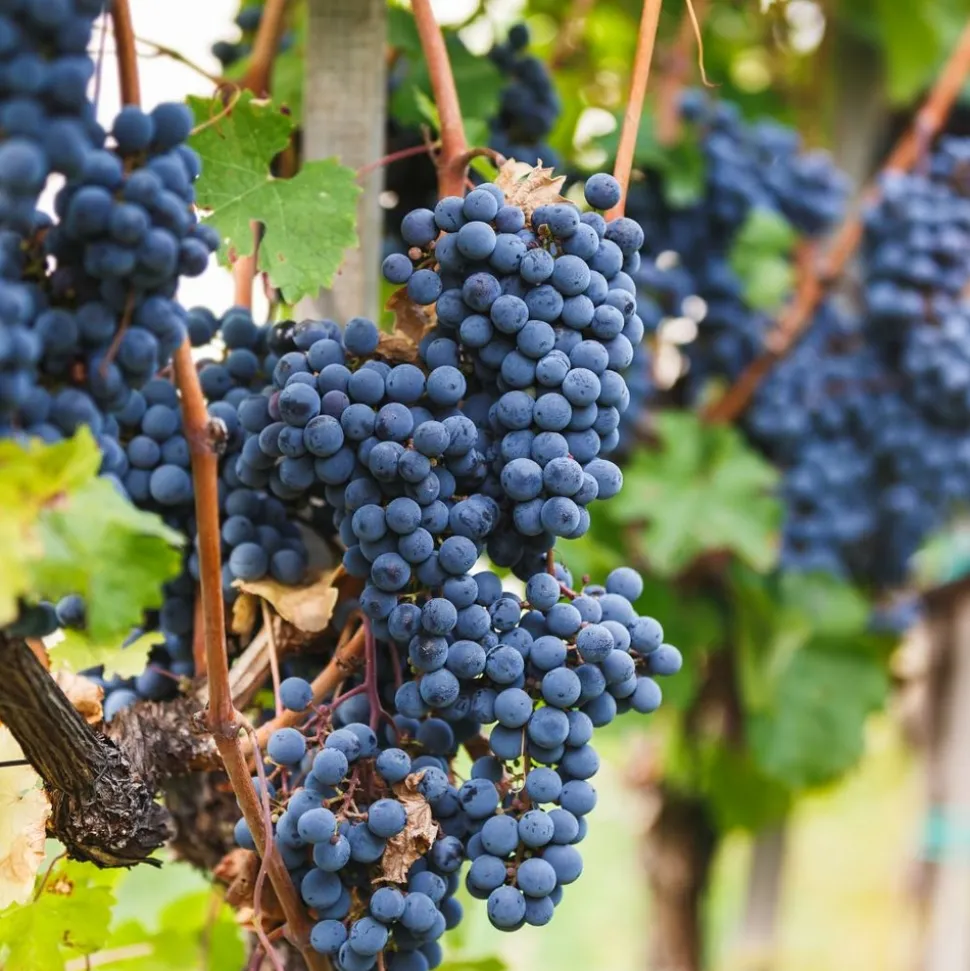 LA GREEN TOUCH - Vigne de raison bio x 6