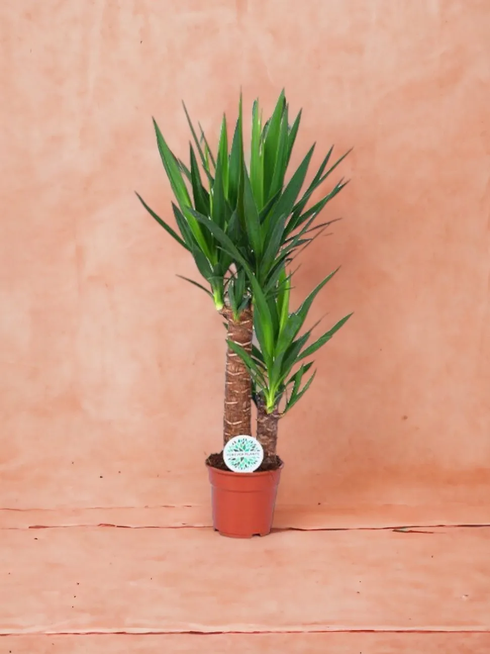 LA GREEN TOUCH - Yucca 80cm - plante d'intérieur