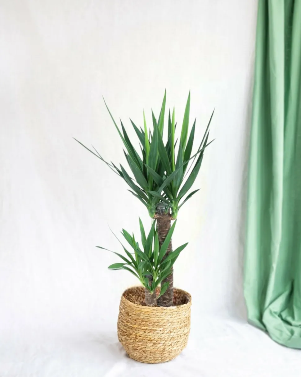 LA GREEN TOUCH - Yucca d'intérieur 100cm - plante d'intérieur