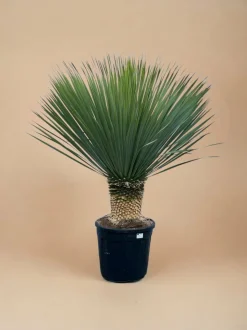 LA GREEN TOUCH - Yucca rostrata h140cm