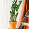 LA GREEN TOUCH - Zamioculcas zamiifolia 70cm - plante d'intérieur