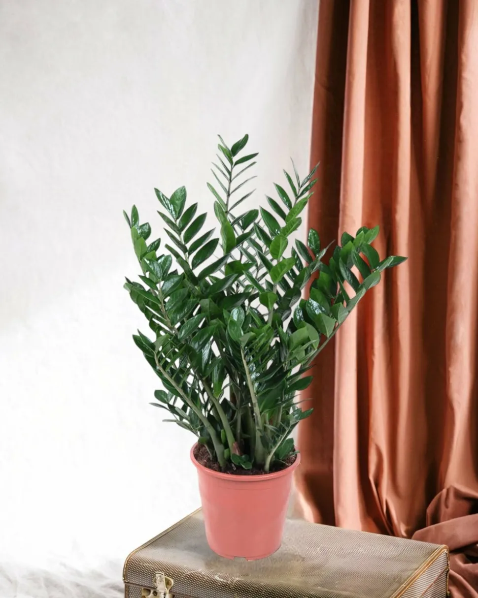 LA GREEN TOUCH - Zamioculcas zamiifolia 100cm - plante d'intérieur