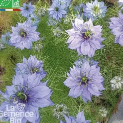 LASEMENCEBIO - Nigelle de damas - graines bio